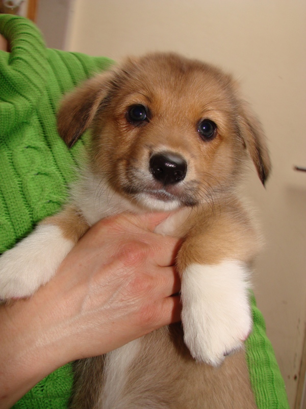 Puppies